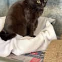 Photo of Ebony