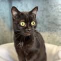 Photo of Ebony