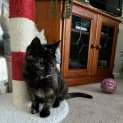 Photo of Sundae