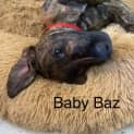 Photo of Bazel
