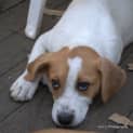 Photo of Lady A Lovable Puppy
