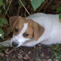 Photo of Lady A Lovable Puppy