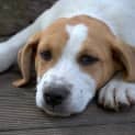 Photo of Lady A Lovable Puppy