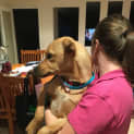 Photo of Rose (Dog/Child Friendly)