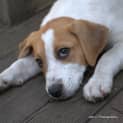 Photo of Lady A Lovable Puppy