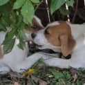 Photo of Lady A Lovable Puppy