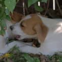 Photo of Lady A Lovable Puppy