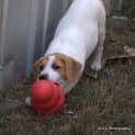 Photo of Lady A Lovable Puppy