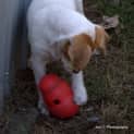Photo of Lady A Lovable Puppy