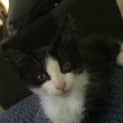 Photo of Prince Caspian