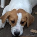 Photo of Lady A Lovable Puppy