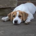 Photo of Lady A Lovable Puppy