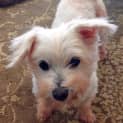 Photo of Polly A Lovely Little Lady