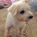 Photo of Polly A Lovely Little Lady