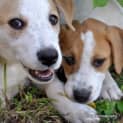 Photo of Lady A Lovable Puppy