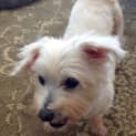 Photo of Polly A Lovely Little Lady