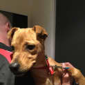 Photo of Rose (Dog/Child Friendly)