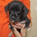Photo of Jagger (D3394) 