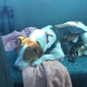 Photo of Paddy ~ Jack Russell (On Trial 16/09/16)