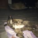 Photo of Hobson