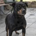 Photo of Mini Id32786