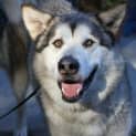 Photo of Sampson