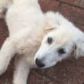 Photo of Zorro