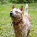 Photo of Peanut