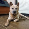 Photo of Peanut