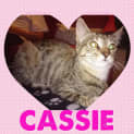 Photo of Cassie (I Need A Foster Carer)
