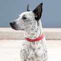 Photo of Indie 