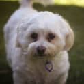 Photo of Snowy ~ Maltese (On Trial 29/08/16)