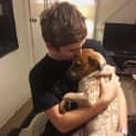 Photo of Chester ~ Cattle X Puppy (On Trial 26/06/16)