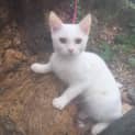 Photo of Kiko