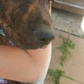 Photo of Fleck