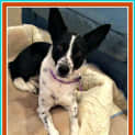 Photo of Dexter ~ Border Collie X Kelpie (On Trial 8/1/17)