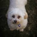 Photo of Snowy ~ Maltese (On Trial 29/08/16)