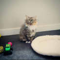 Photo of Lacey