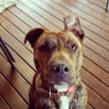 Photo of Bandit **Adopted**