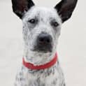 Photo of Indie 