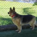 Photo of Belle On Hold Pending Adoption.