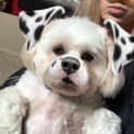 Photo of Snowy ~ Maltese (On Trial 29/08/16)