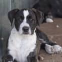 Photo of Morgan ~ Lab X Mastiff Pup (On Trial 20/11/16)