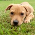 Photo of Houston *Adoption Pending*