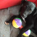 Photo of Shamus