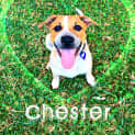 Photo of Chester ~ Cattle X Puppy (On Trial 26/06/16)