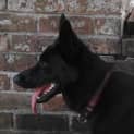 Photo of Millie On Hold Pending Adoption