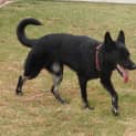 Photo of Millie On Hold Pending Adoption