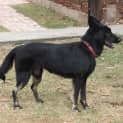 Photo of Millie On Hold Pending Adoption