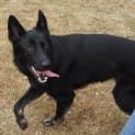 Photo of Millie On Hold Pending Adoption